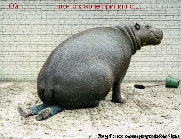 Котоматрица: Ой........ что-то к жопе прилипло......