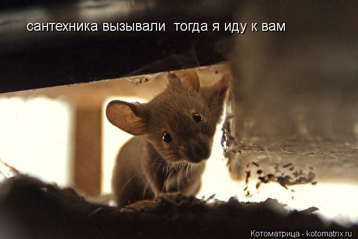 сантехника вызывали тогда я иду к вам... Котоматрица: сантехника вызывали тогда я иду к вам