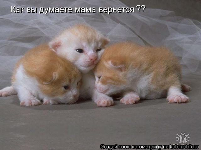 Как вы думаете мама вернется ??... Котоматрица: Как вы думаете мама вернется ??