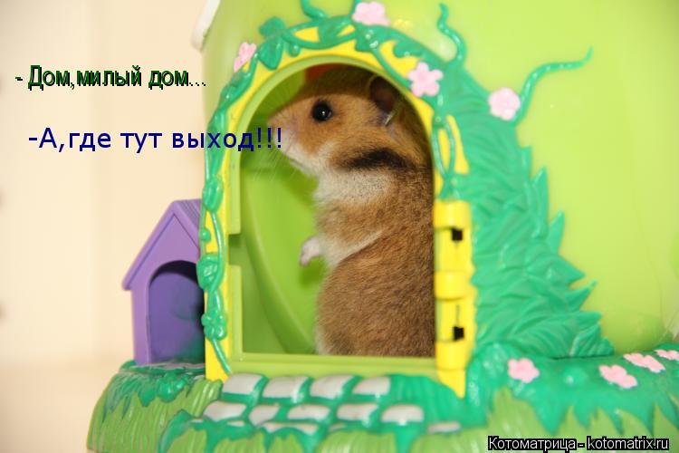 - Дом,милый дом... -А,где тут выход!!!... Котоматрица: - Дом,милый дом... -А,где тут выход!!!