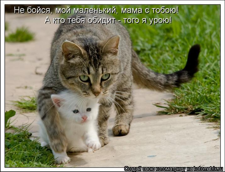 Котоматрица: Не бойся, мой маленький, мама с тобою! А кто тебя обидит - того я урою!