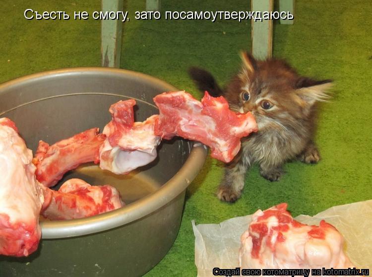 Съесть не смогу, зато посамоутверждаюсь... Котоматрица: Съесть не смогу, зато посамоутверждаюсь