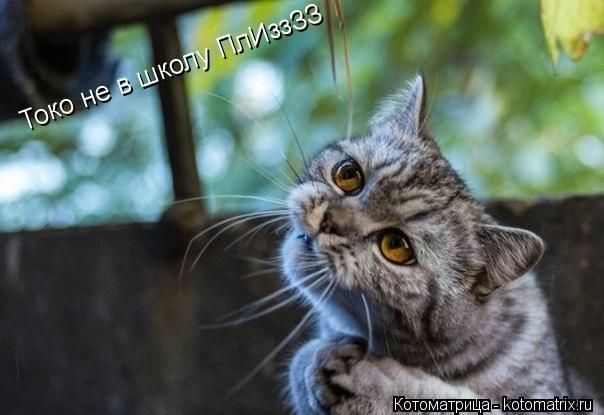 Токо не в школу ПлИззЗЗ... Котоматрица: Токо не в школу ПлИззЗЗ