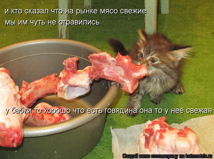 Котоматрица: и кто сказал что на рынке мясо свежие  мы им чуть не отравились у бабки то хорошо что есть говядина она то у неё свежая