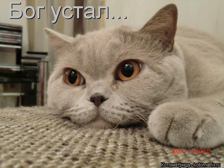 Бог устал...... Котоматрица: Бог устал...