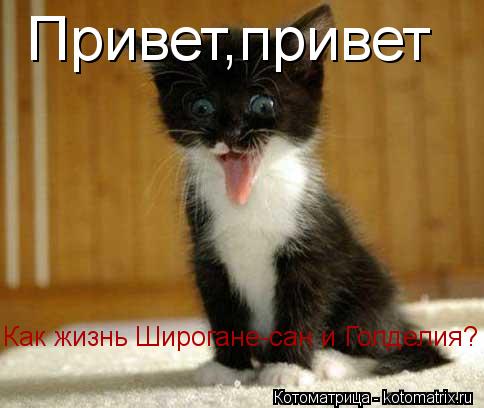 Привет,привет Как жизнь Широгане-сан и Голделия?... Котоматрица: Привет,привет Как жизнь Широгане-сан и Голделия?