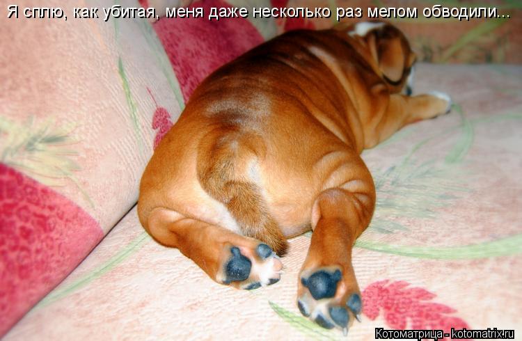 Котоматрица: Я сплю, как убитая, меня даже несколько раз мелом обводили...