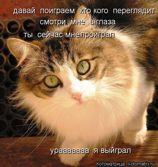 Котоматрица: давай  поиграем  кто кого  переглядит смотри  мне  в глаза   проиграл  ты  сейчас мне  урааааааа  я выйграл