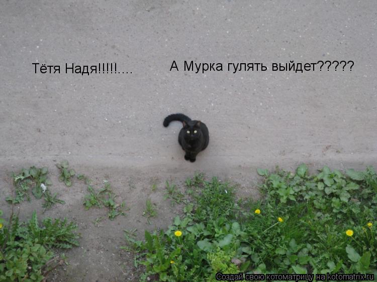 Котоматрица: Тётя Надя!!!!!.... А Мурка гулять выйдет?????