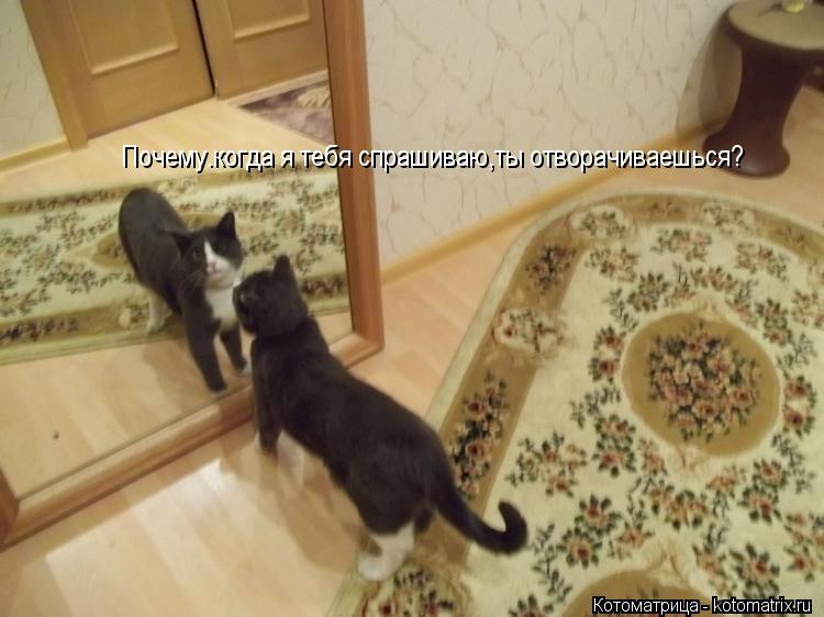 Котоматрица: Почему.когда я тебя спрашиваю,ты отворачиваешься?