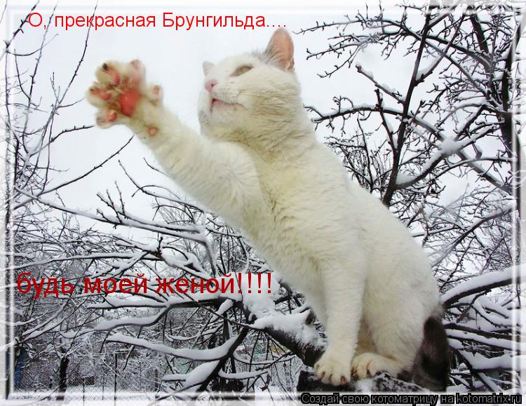 Котоматрица: О, прекрасная Брунгильда.... будь моей женой!!!!