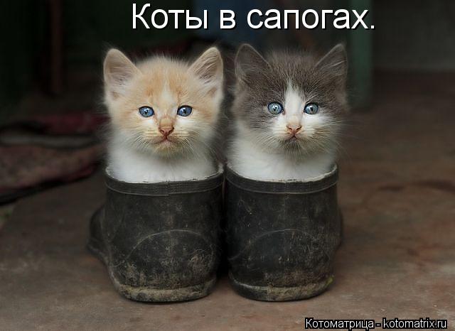 Котоматрица: Коты в сапогах.