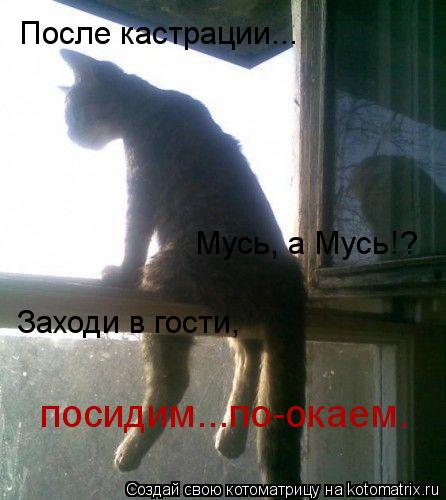 Котоматрица: После кастрации... Мусь, а Мусь!? Заходи в гости, посидим...по-окаем.