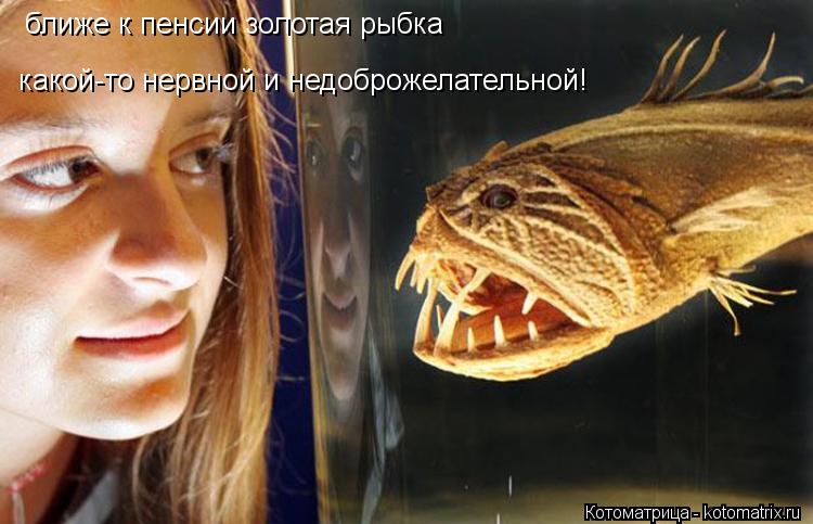 ближе к пенсии золотая рыбка какой-то нервной и недоброжелательной!... Котоматрица: ближе к пенсии золотая рыбка какой-то нервной и недоброжелательной!