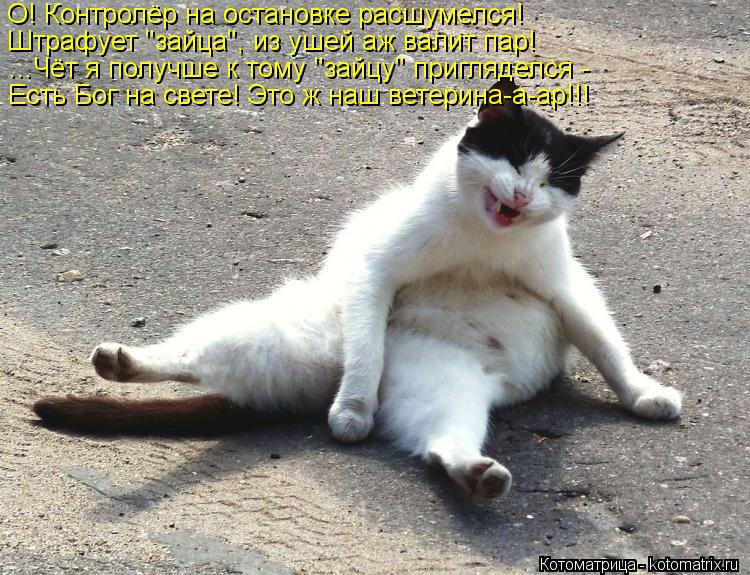 Котоматрица: О! Контролёр на остановке расшумелся! Штрафует "зайца", из ушей аж валит пар! ...Чёт я получше к тому "зайцу" пригляделся - Есть Бог на свете! Это