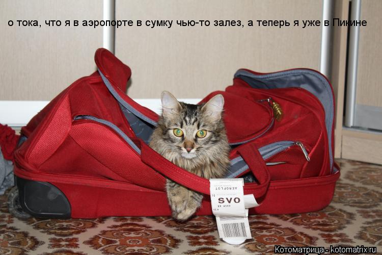 о тока, что я в аэропорте в сумку чью-то залез, а теперь я уже в Пикине... Котоматрица: о тока, что я в аэропорте в сумку чью-то залез, а теперь я уже в Пикине