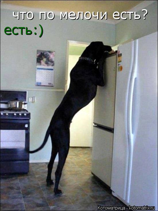 что по мелочи есть? есть:)... Котоматрица: что по мелочи есть? есть:)