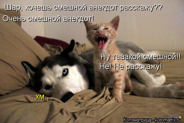 Котоматрица: Шар, хочешь смешной анекдот расскажу?? Очень смешной анекдот! Ну тааакой смешной!! Не! Не расскажу! хм....