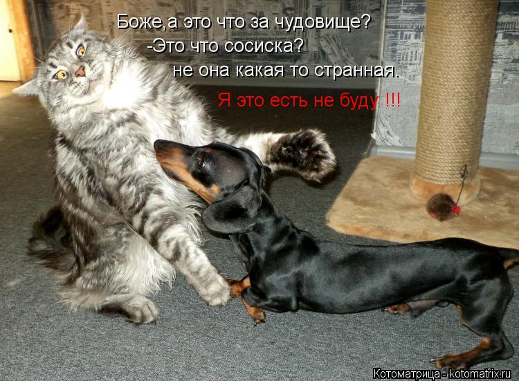 Боже,а это что за чудовище? -Это что сосиска? не она какая то странная. Я это есть не буду !!!... Котоматрица: Боже,а это что за чудовище? -Это что сосиска? не она какая то странная. Я это есть не буду !!!