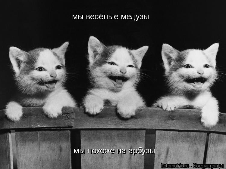 мы весёлые медузы мы похоже на арбузы... Котоматрица: мы весёлые медузы мы похоже на арбузы