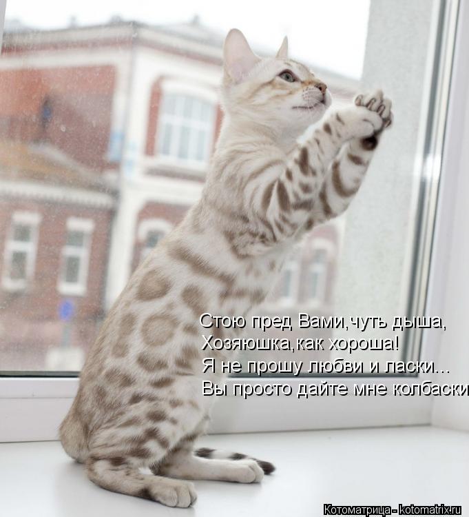 Стою пред Вами,чуть дыша, Хозяюшка,как хороша! Я не прошу любви и ласки... Вы просто дайте мне колбас... Котоматрица: Стою пред Вами,чуть дыша, Хозяюшка,как хороша! Я не прошу любви и ласки... Вы просто дайте мне колбаски