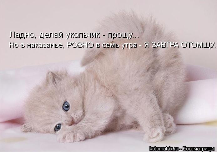 Ладно, делай укольчик - прощу... Но в наказанье, РОВНО в семь утра - Я ЗАВТРА ОТОМЩУ.... Котоматрица: Ладно, делай укольчик - прощу... Но в наказанье, РОВНО в семь утра - Я ЗАВТРА ОТОМЩУ.