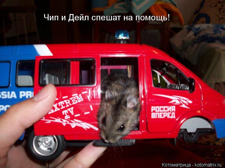 Чип и Дейл спешат на помощь!... Котоматрица: Чип и Дейл спешат на помощь!