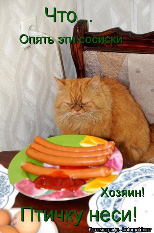 Что... Опять эти сосиски Хозяин! Птичку неси!... Котоматрица: Что... Опять эти сосиски Хозяин! Птичку неси!