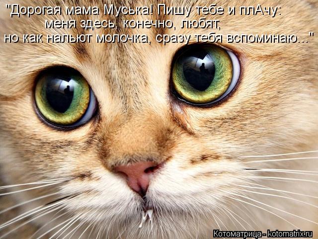 "Дорогая мама Муська! Пишу тебе и плАчу: меня здесь, конечно, любят, но как нальют молочка, сразу теб... Котоматрица: "Дорогая мама Муська! Пишу тебе и плАчу: меня здесь, конечно, любят, но как нальют молочка, сразу тебя вспоминаю..."