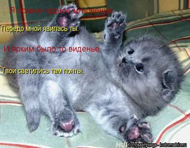 Котоматрица: Я помню чудное мгновенье,  Передо мной явилась ты. И ярким было то виденье, Твои светились там понты.