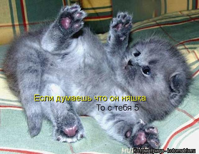 Котоматрица: Если думаешь что он няшка То с тебя 5
