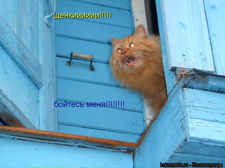 щенкииииии!!!!! бойтесь меня!!!!!!!!... Котоматрица: щенкииииии!!!!! бойтесь меня!!!!!!!!