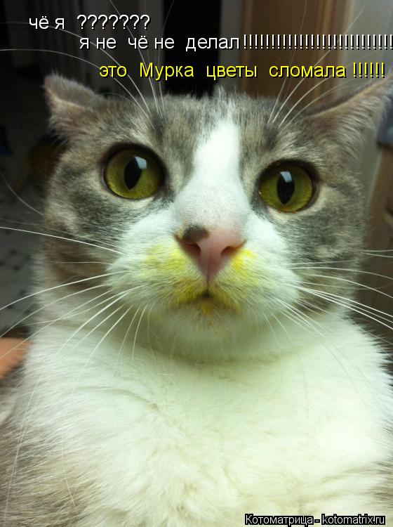 Котоматрица: чё я  ??????? чё я  ??????? я не  чё не  делал  !!!!!!!!!!!!!!!!!!!!!!!!!!!! это  Мурка  цветы  сломала !!!!!!