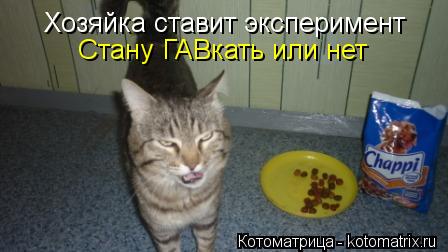 Хозяйка ставит эксперимент Стану ГАВкать или нет... Котоматрица: Хозяйка ставит эксперимент Стану ГАВкать или нет