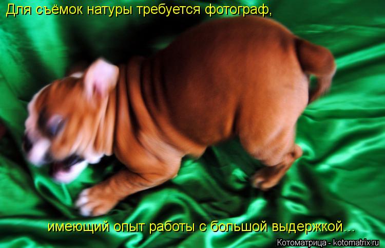 Котоматрица: Для съёмок натуры требуется фотограф,  имеющий опыт работы с большой выдержкой…