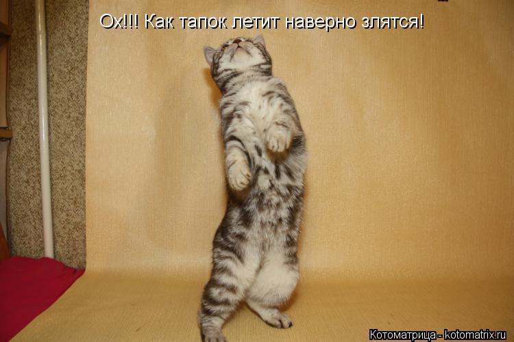 Ох!!! Как тапок летит наверно злятся!... Котоматрица: Ох!!! Как тапок летит наверно злятся!