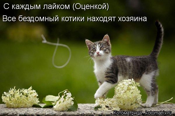 Котоматрица: С каждым лайком (Оценкой)  Все бездомный котики находят хозяина