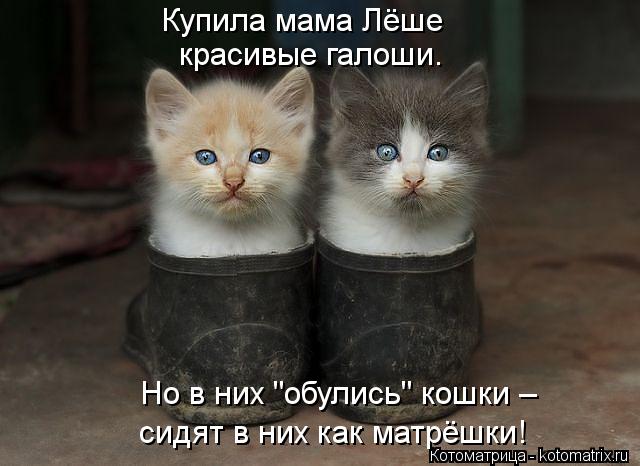 Купила мама Лёше красивые галоши. Но в них "обулись" кошки – сидят в них как матрёшки!... Котоматрица: Купила мама Лёше красивые галоши. Но в них "обулись" кошки – сидят в них как матрёшки!