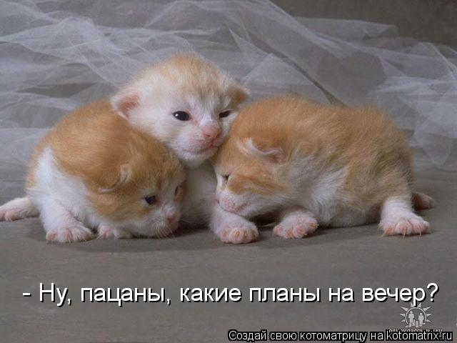 - Ну, пацаны, какие планы на вечер?... Котоматрица: - Ну, пацаны, какие планы на вечер?