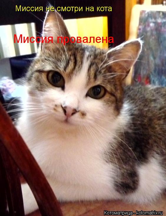 Котоматрица: Миссия не смотри на кота Миссия провалена