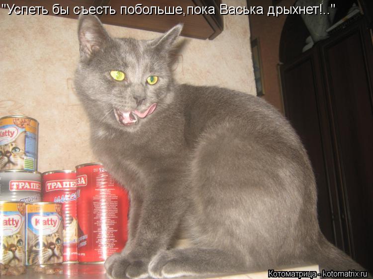 "Успеть бы съесть побольше,пока Васька дрыхнет!.."... Котоматрица: "Успеть бы съесть побольше,пока Васька дрыхнет!.."
