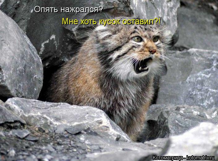 Котоматрица: Опять нажрался? Мне хоть кусок оставил?!