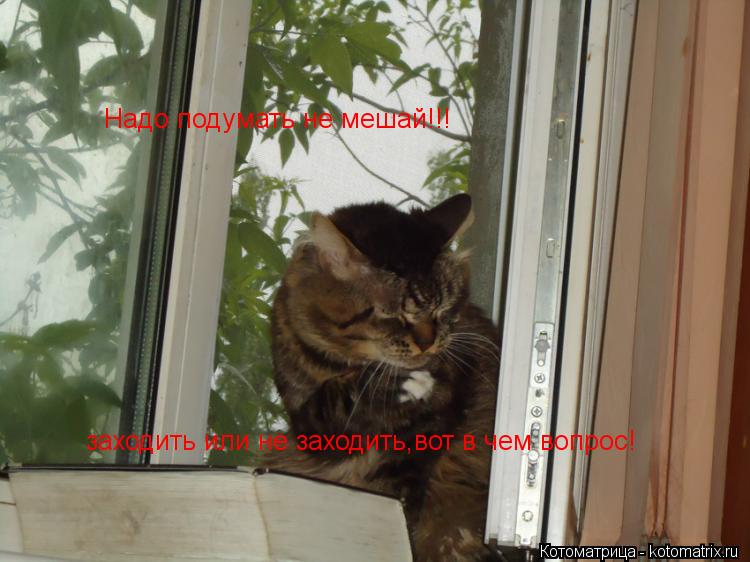 Надо подумать не мешай!!! заходить или не заходить,вот в чем вопрос!... Котоматрица: Надо подумать не мешай!!! заходить или не заходить,вот в чем вопрос!