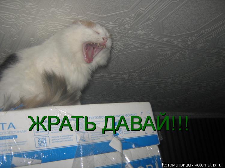 ЖРАТЬ ДАВАЙ!!!... Котоматрица: ЖРАТЬ ДАВАЙ!!!