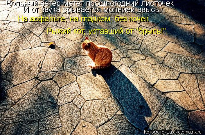 Котоматрица: Вольный ветер метет прошлогодний листочек И от звука срывается молнией ввысь... На асфальте, на гладком, без кочек Рыжий кот, уставший от "бр