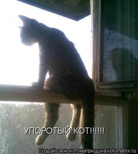 УПОРОТЫЙ КОТ!!!!!!... Котоматрица: УПОРОТЫЙ КОТ!!!!!!