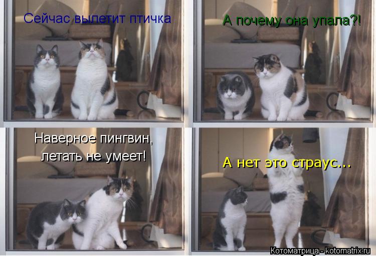 Котоматрица: Сейчас вылетит птичка А почему она упала?! Наверное пингвин, летать не умеет! А нет это страус...