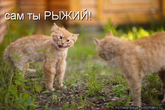 сам ты РЫЖИЙ!... Котоматрица: сам ты РЫЖИЙ!