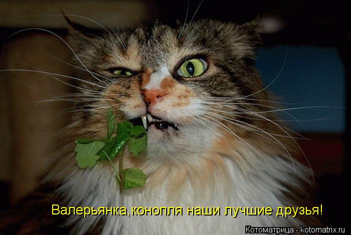 Валерьянка,конопля наши лучшие друзья!... Котоматрица: Валерьянка,конопля наши лучшие друзья!
