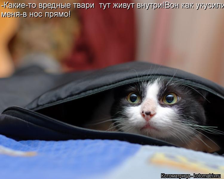 -Какие-то вредные твари тут живут внутри!Вон как укусили меня-в нос прямо!... Котоматрица: -Какие-то вредные твари тут живут внутри!Вон как укусили меня-в нос прямо!